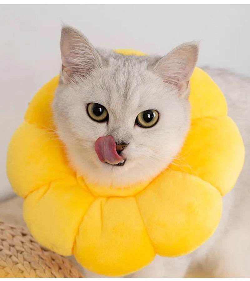 Halskrause Schutzkragen Katze Hunde TRENDMOPS MEDICAPAW - Trendmops