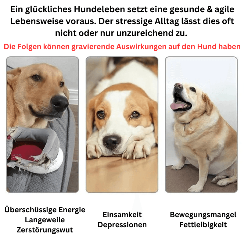 Ballwurfmaschine Hundespielzeug 6 Bälle TRENDMOPS BALLFLY - Trendmops