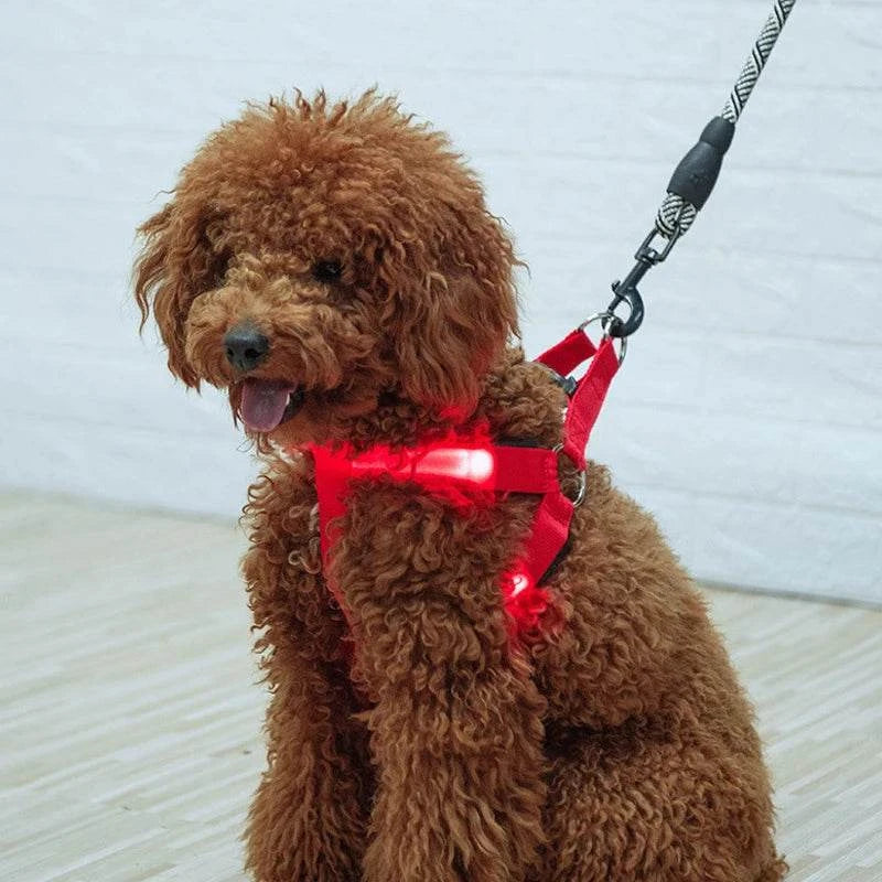 Hundegeschirr Brustgeschirr Hundeleine leuchtend TRENDMOPS LUMIAPAW - Trendmops