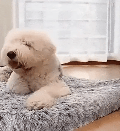 Hundebett orthopädisch Gelenke TRENDMOPS ORTHODOGRELAX - Trendmops