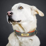 Hundehalsband Leder personalisiert Name TRENDMOPS MANDIAGO - Trendmops