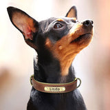 Hundehalsband Leder personalisiert Name TRENDMOPS MANDIAGO - Trendmops