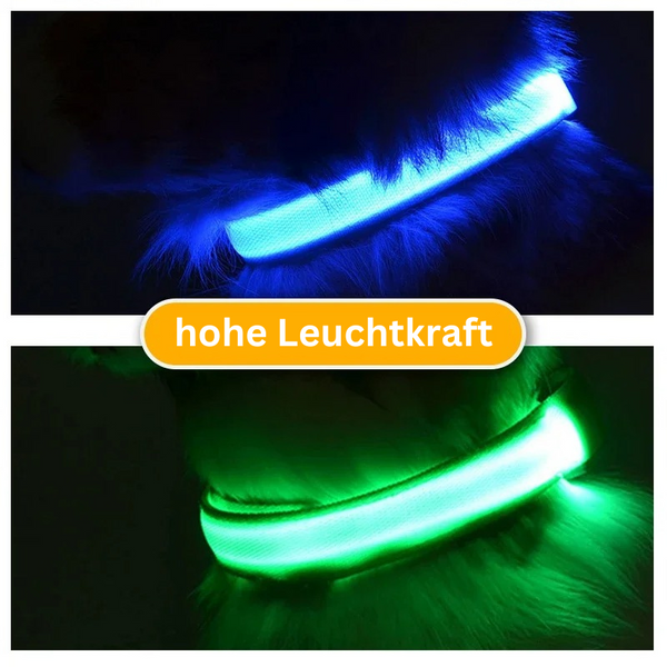 Hundehalsband blinkend USB Batterie TRENDMOPS LUMIAGUARD - Trendmops