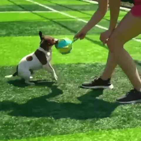 Hundespielzeug 2in1 Frisbee Ball robust TRENDMOPS FUNNYFRISBALL - Trendmops