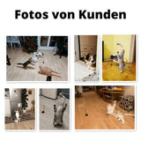 Katzenspielzeug handfrei Angel Saugnapf TRENDMOPS KITTYCATJOY - Trendmops