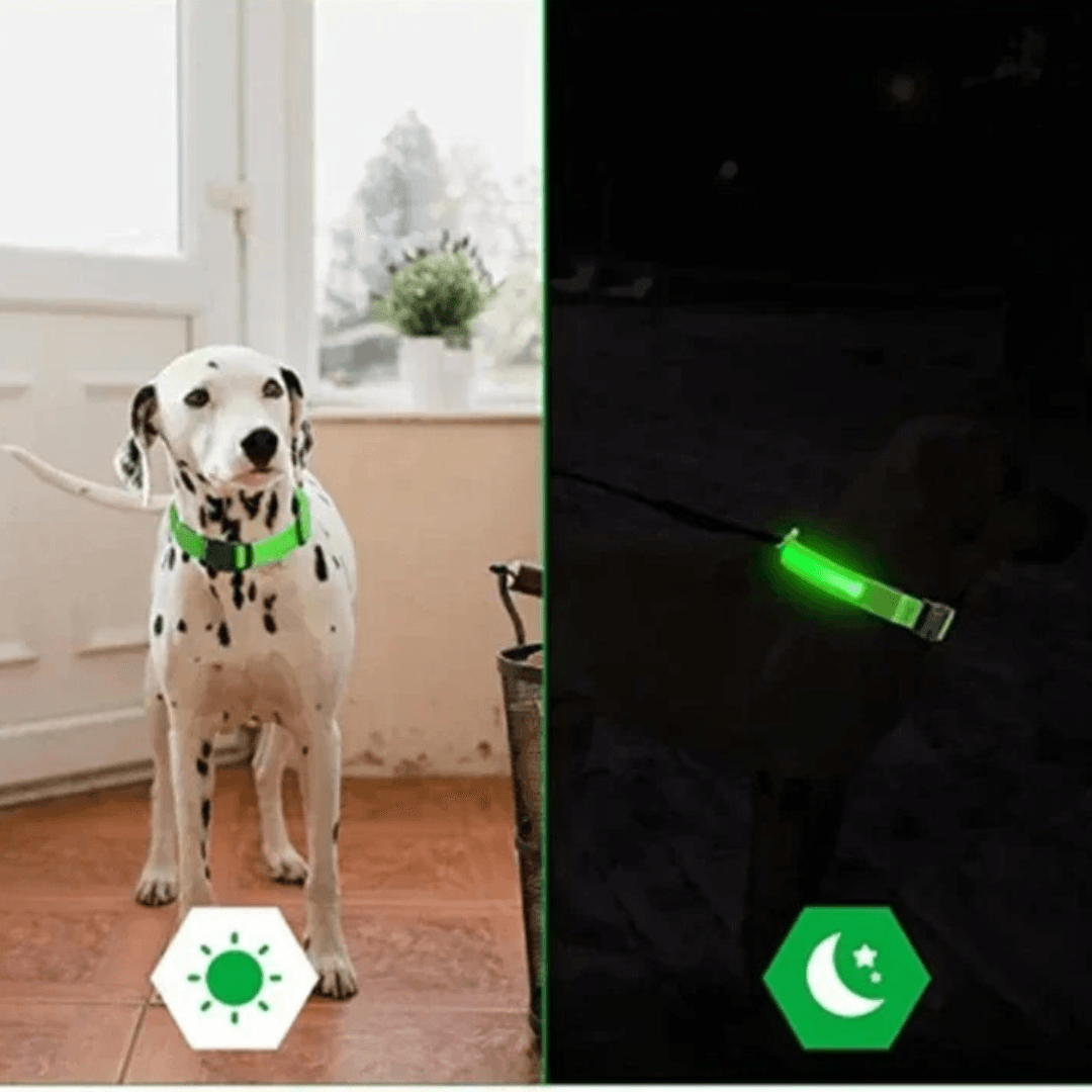 Hundehalsband LED blinkend USB Batterie TRENDMOPS LUMIAGUARD