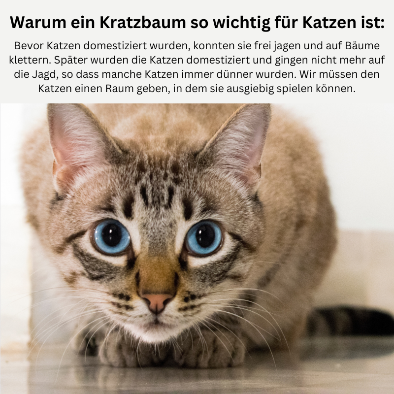 XXL Katzenbaum Kratzbaum Holz 250cm TRENDMOPS XXL KATZENPALAST - Trendmops