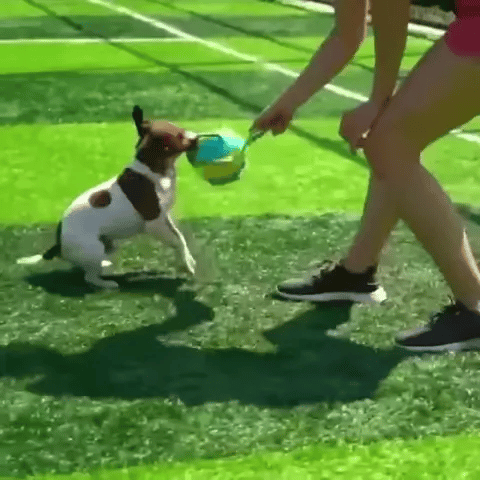 TRENDMOPS FUNNYFRISBALL - Hundespielzeug 2in1 Frisbee Ball, robust & wasserfest