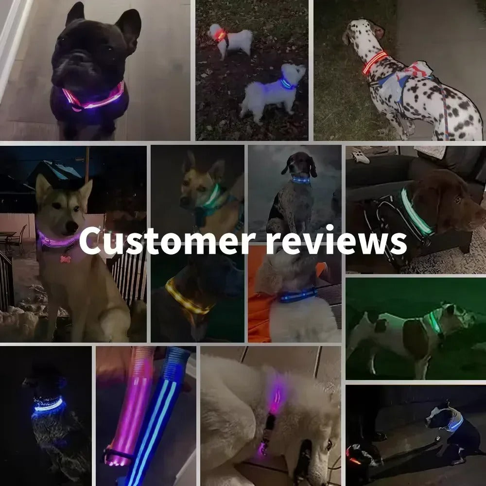 Hundehalsband LED blinkend USB Batterie TRENDMOPS LUMIAGUARD
