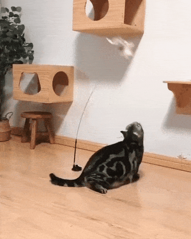 TRENDMOPS KITTYCATJOY - Katzenspielzeug mit Saugnapf für die Selbstbeschäftigung Ihrer Katze – fördert Spielspaß und Bewegung!